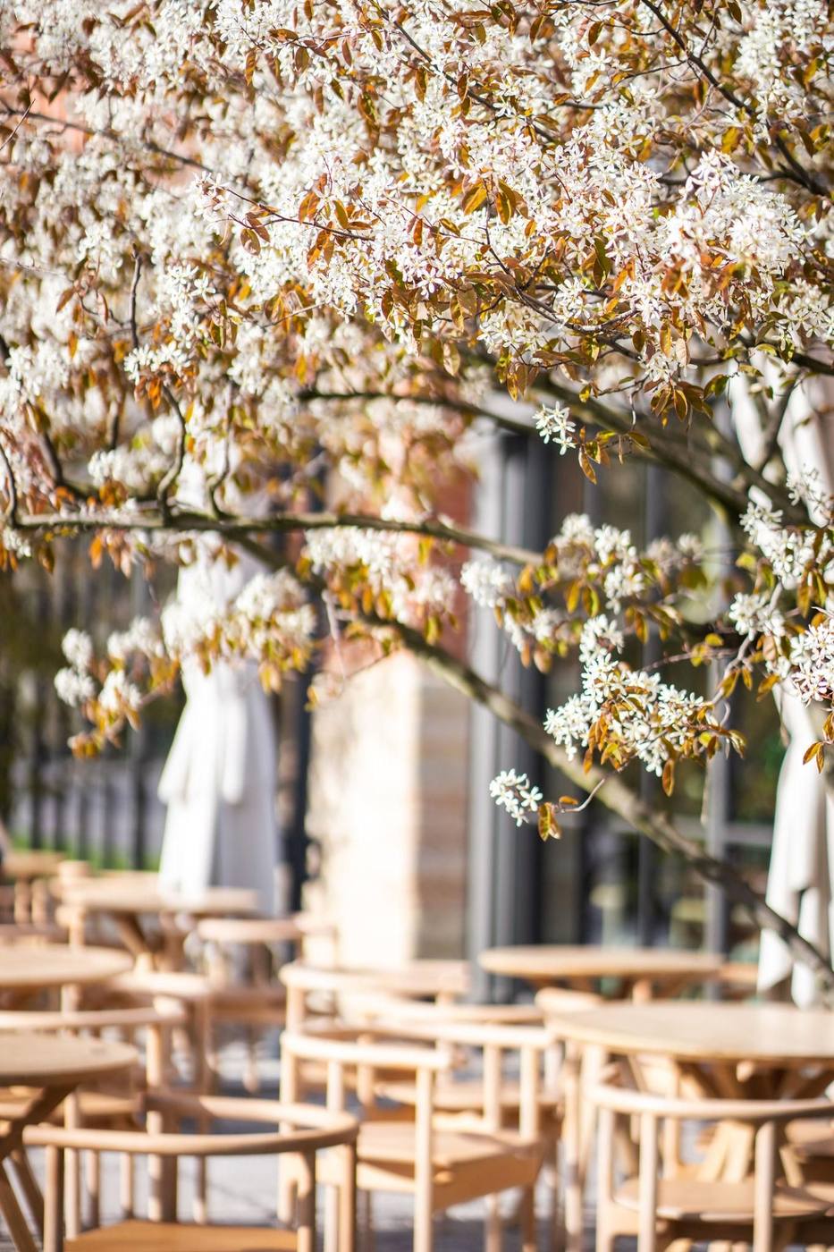 European cafe terrace under golden autumn leaves in shoulder season