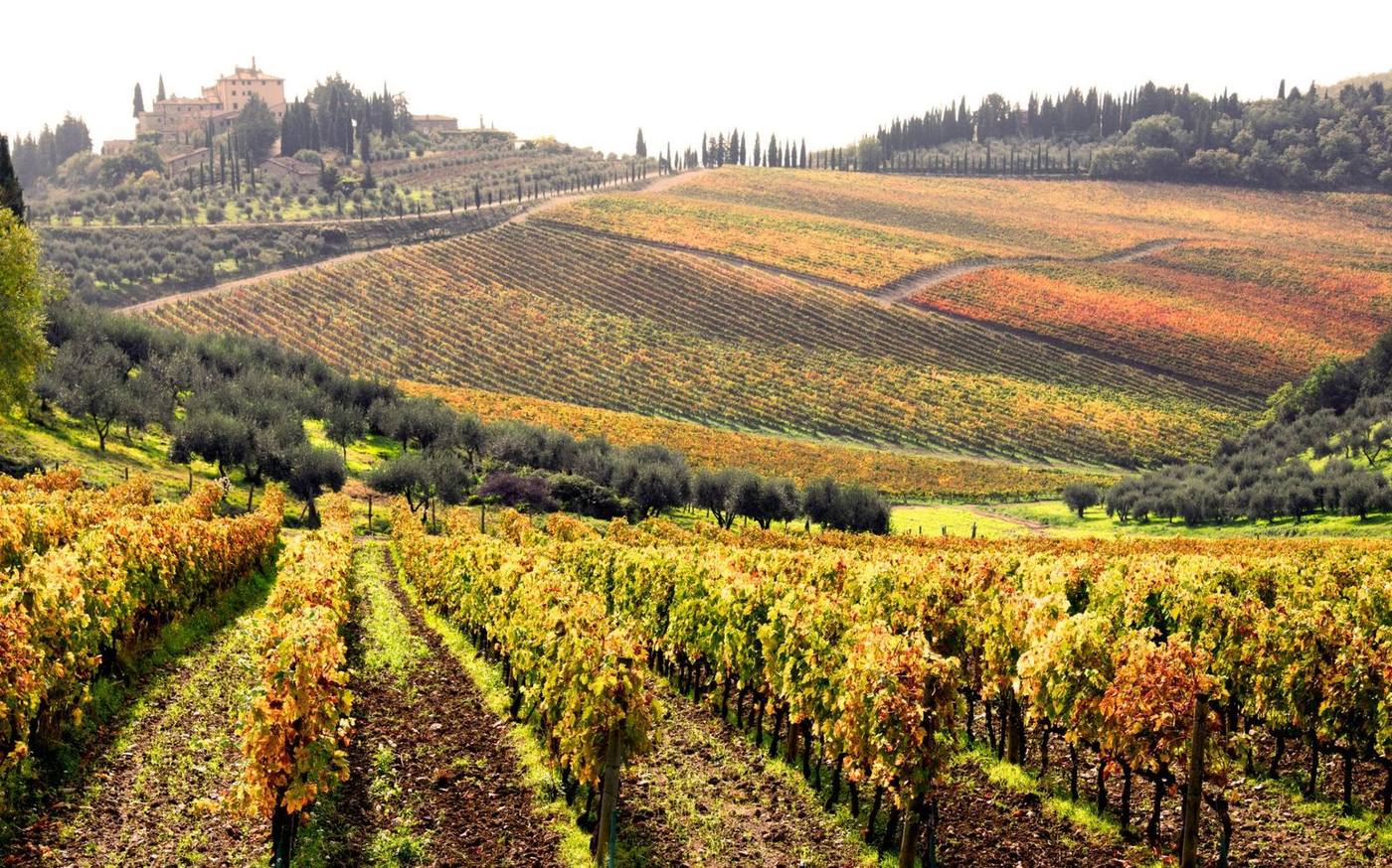 Golden vineyard hills in Italy during the fall harvest season