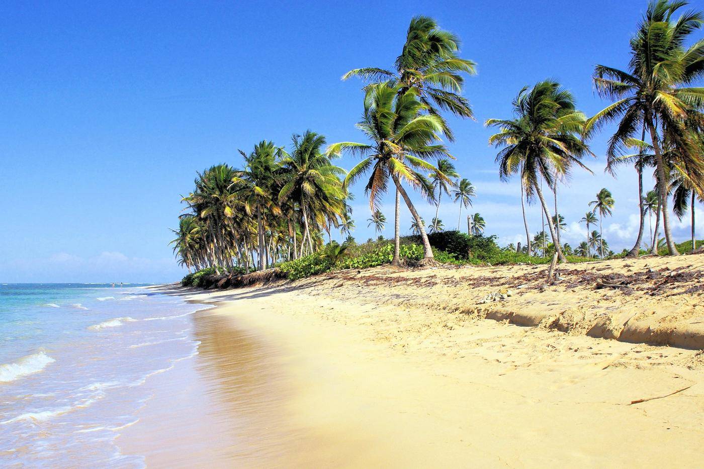 Palm trees over a golden beach and shallow turquoise water at Bavaro, Punta Cana