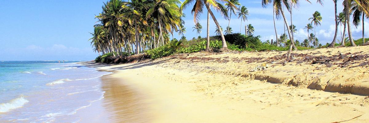 Palm trees over a golden beach and shallow turquoise water at Bavaro, Punta Cana, Dominican Republic